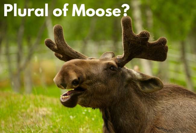 Why Is the Plural of ‘Moose’ Not ‘Meese’